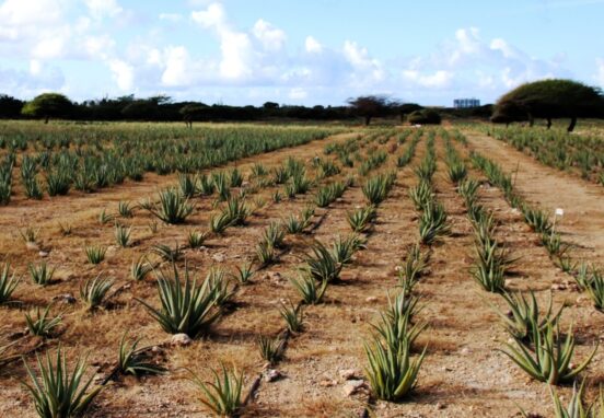 Aloe Farm in Aruba